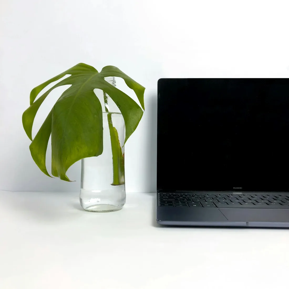 Developer workspace — laptop on desk with plant